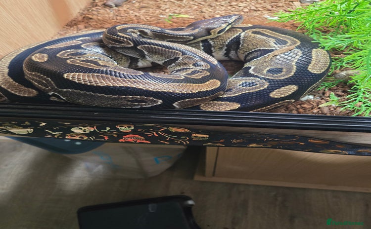 Snake reptiles - Advert 1