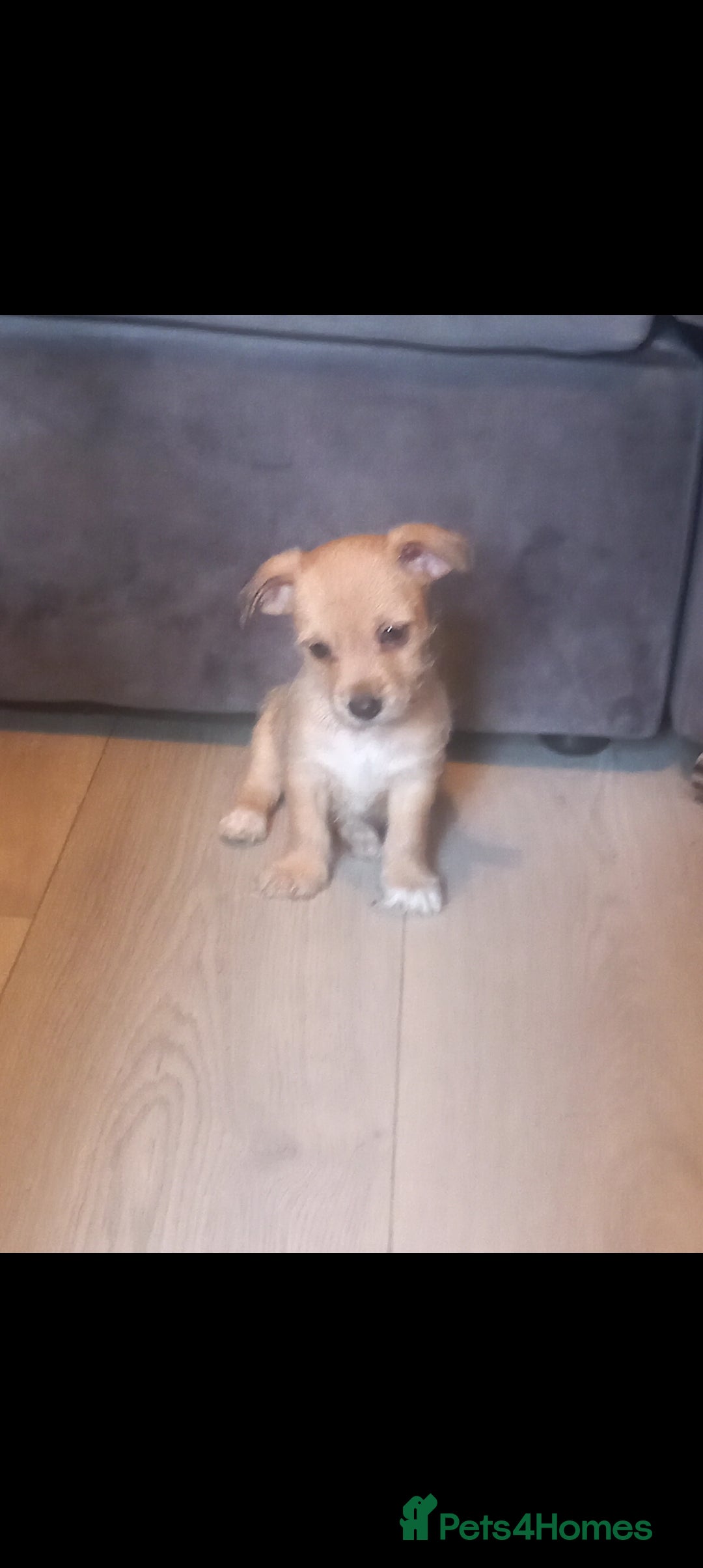 Mixed Breed dogs for sale: Chorkie puppy now available  - Image 3