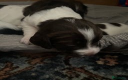 Sprocker dogs for sale: Gorgeous Sprocker Spaniel Puppies 🐶 - Image 12