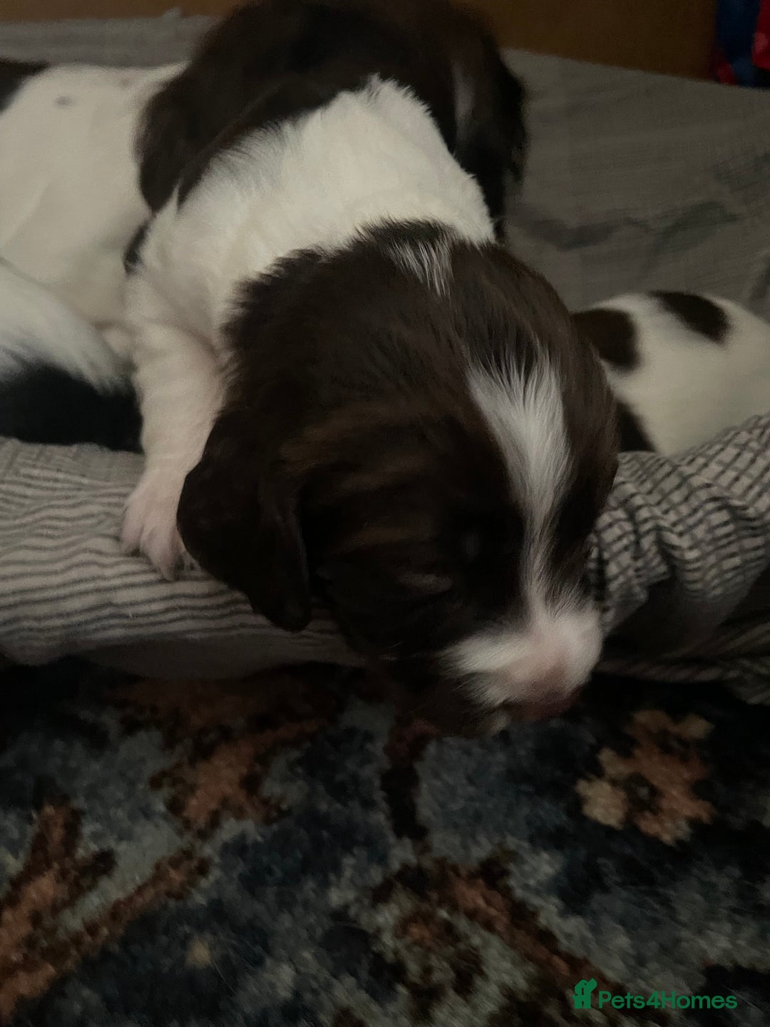 Sprocker dogs for sale: Gorgeous Sprocker Spaniel Puppies 🐶 - Image 12