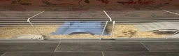 Guinea Pig rodents for sale: Guinea pigs  in Ellon - Advert 4