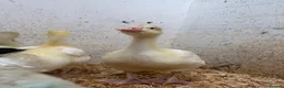 Geese poultry for sale: Emden Goslings Available - Advert 3