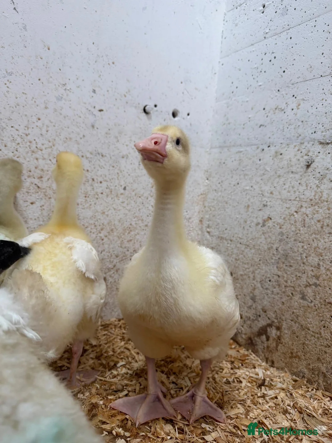 Geese poultry for sale: Emden Goslings Available - Advert 3