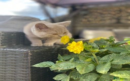 British Shorthair cats for sale: 🐾 TOP QUALLITY LILAC BSH reg GCCF purebred 🐾 - Image 21