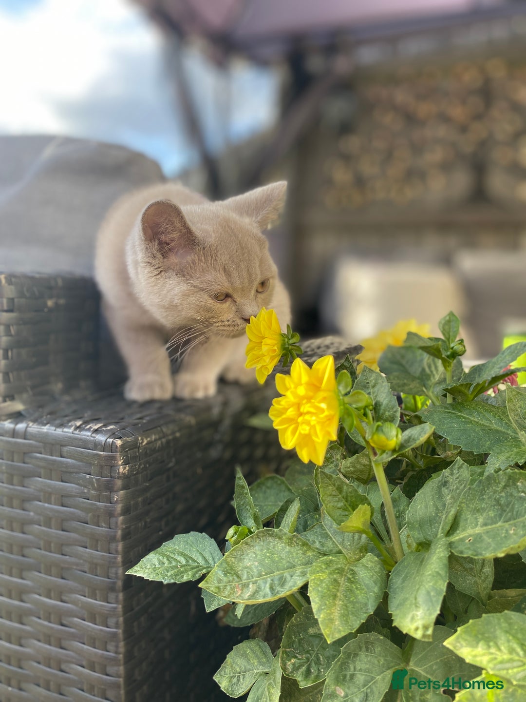 British Shorthair cats for sale: 🐾 TOP QUALLITY LILAC BSH reg GCCF purebred 🐾 - Image 21