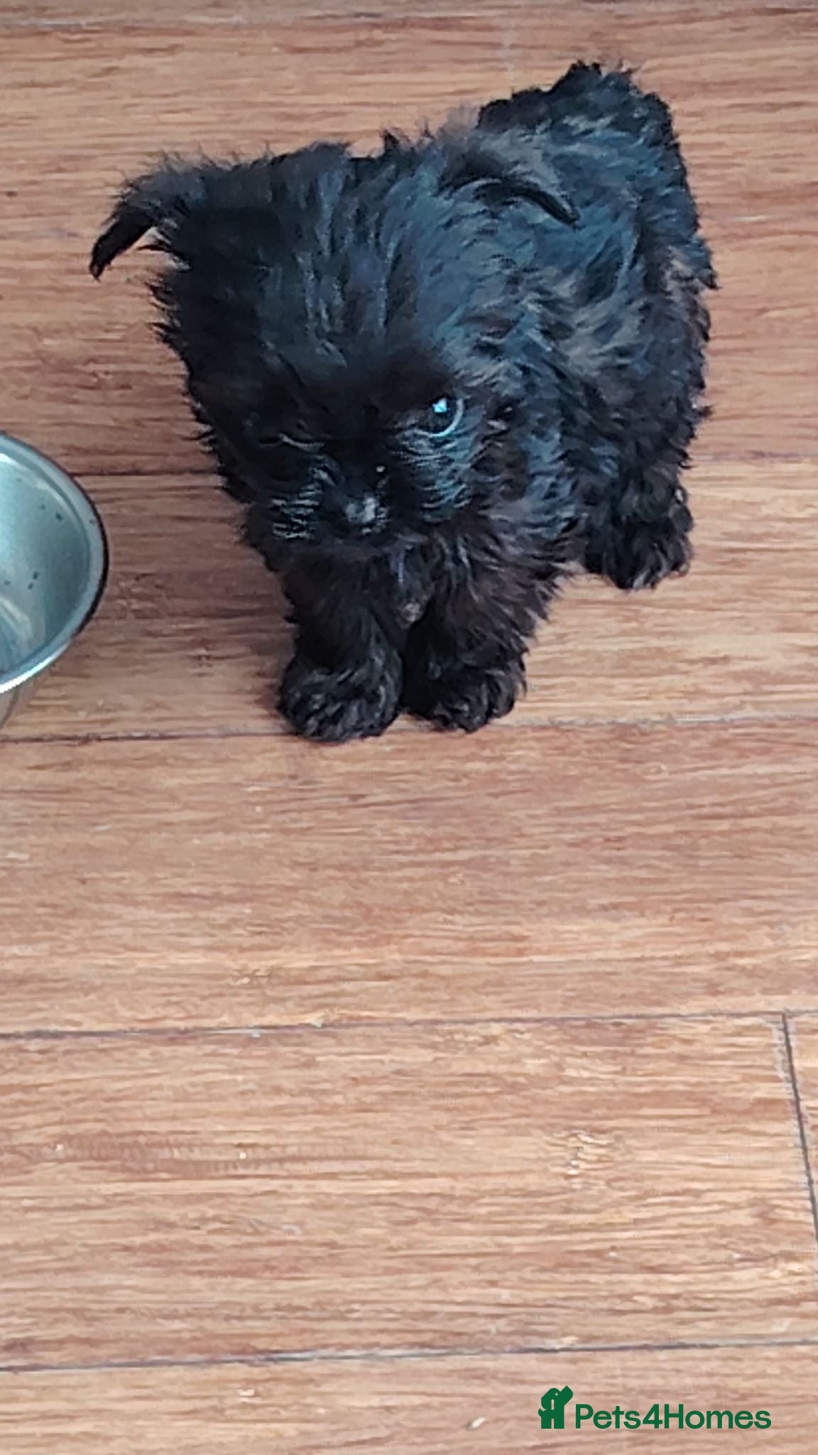 Mixed Breed dogs Yorkchipoo Puppies - Advert 1