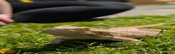 Bearded Dragon reptiles for sale: Bearded dragon and full setup  - Advert 4