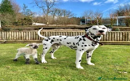 Dalmatian dogs for sale: 🐶 Stunning Dalmatian Puppies Ready 28th August 🐶 - Image 36