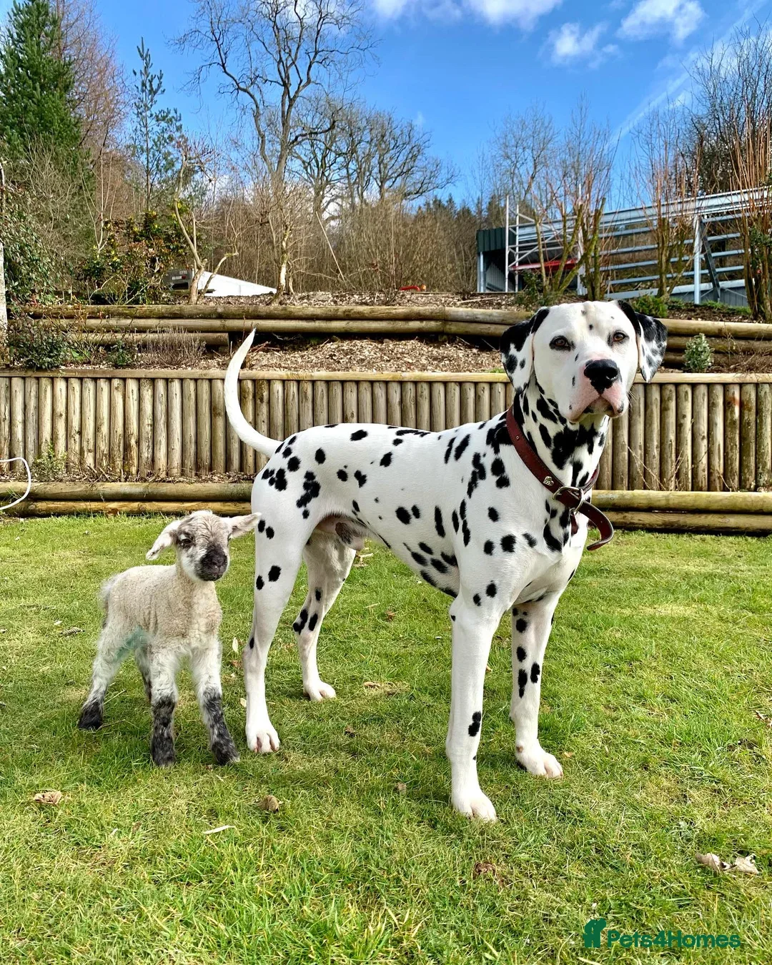 Dalmatian dogs for sale: 🐶 Stunning Dalmatian Puppies Ready 28th August 🐶 - Image 36