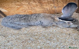 Continental Giant rabbits for sale: Huge Giant Rabbit Male - Advert 2