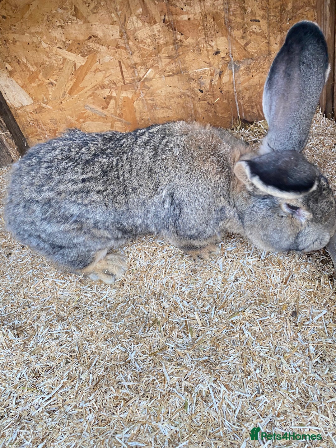 Continental Giant rabbits for sale: Huge Giant Rabbit Male - Advert 2