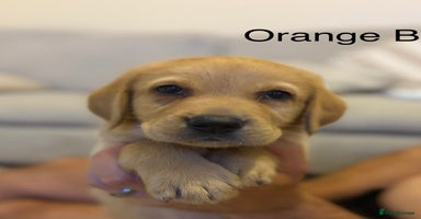 Labrador Retriever dogs - Advert 7