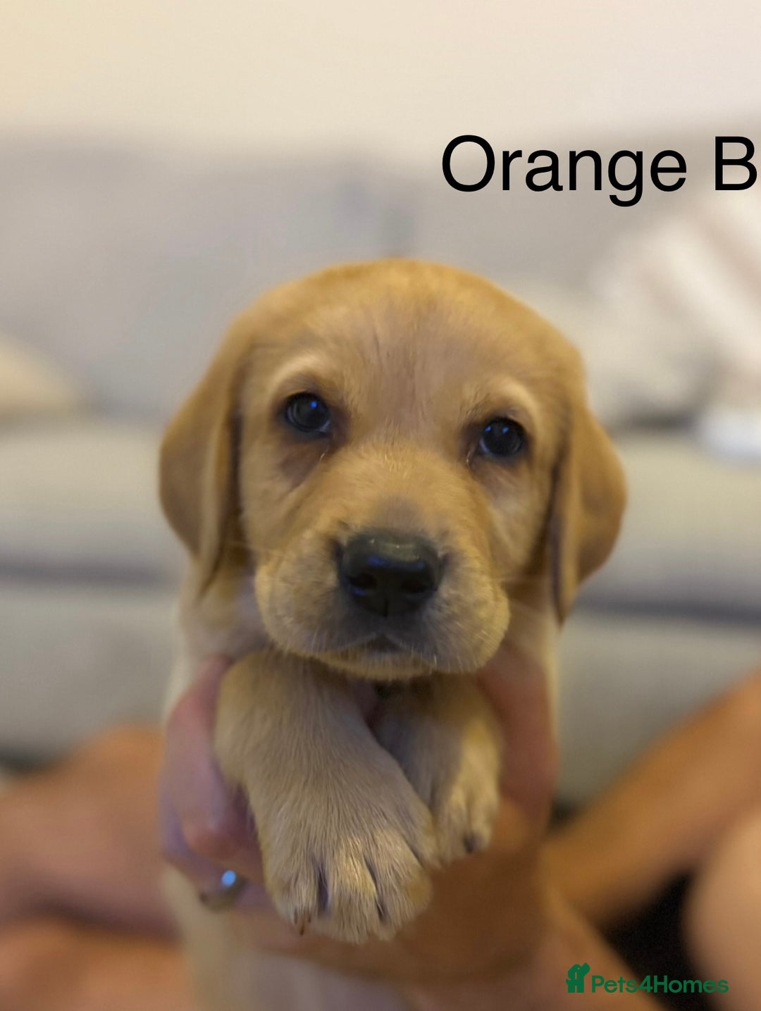 Labrador Retriever dogs for sale: 2 Labrador male pups READY NOW - Image 2
