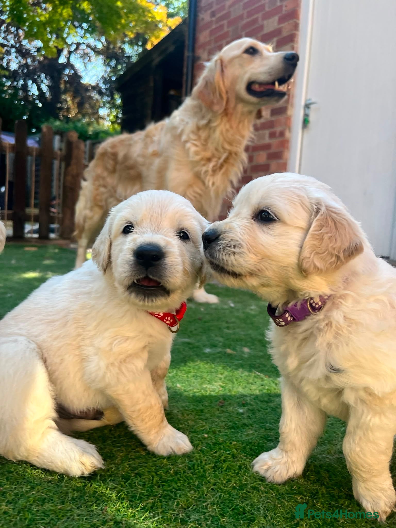 Golden Retriever dogs KC registered golden retriever puppies available  - Advert 1
