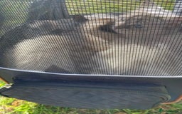 British Shorthair cats for sale: 2 lovely British short hair kitten girls - Image 14