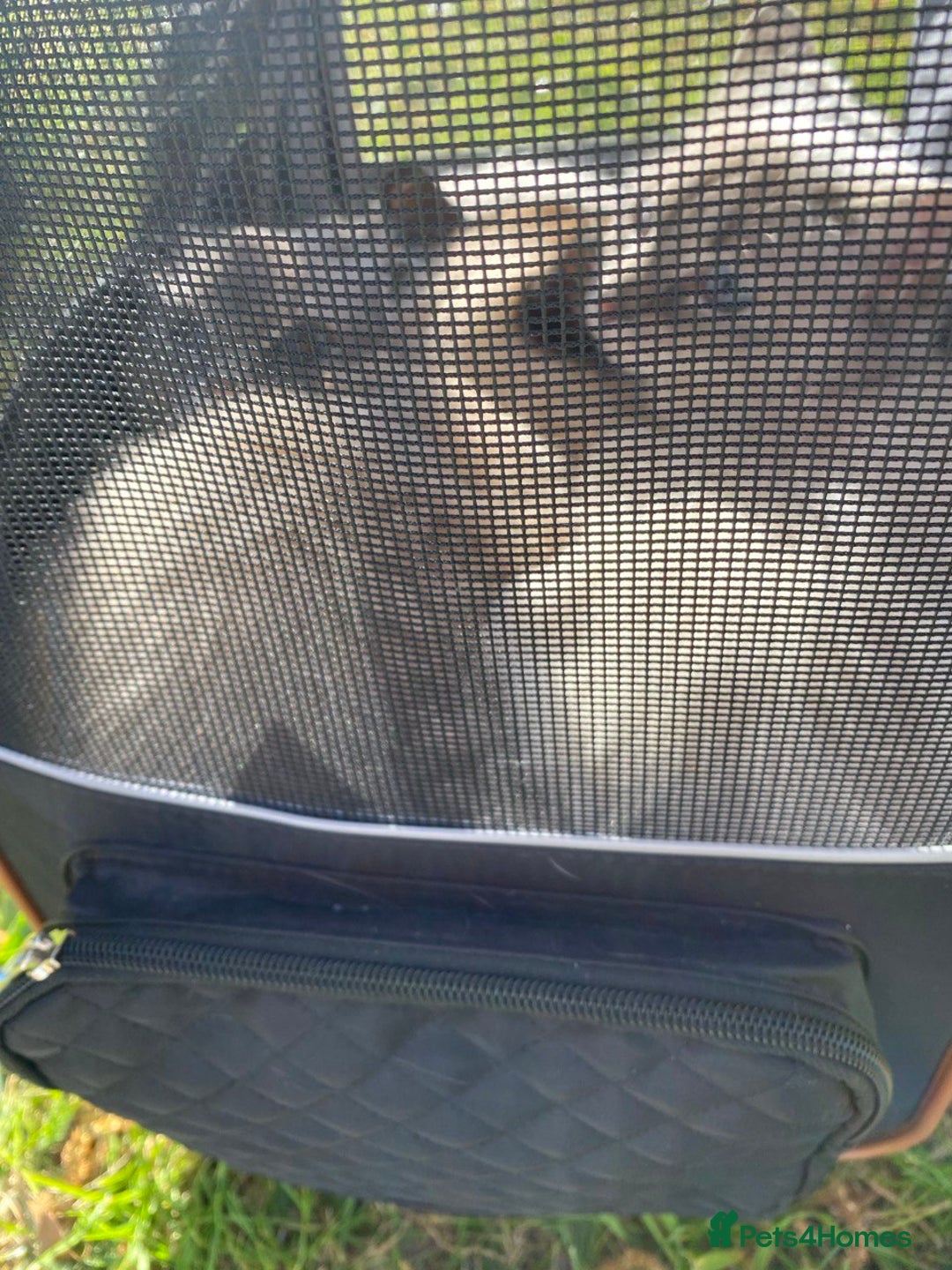 British Shorthair cats for sale: 2 lovely British short hair kitten girls - Image 14