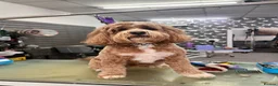 Cavapoo dogs for sale: F1 Red Cavapoo puppies ( health tested) - Advert 29
