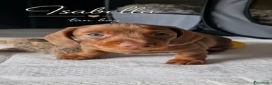Miniature Dachshund 1