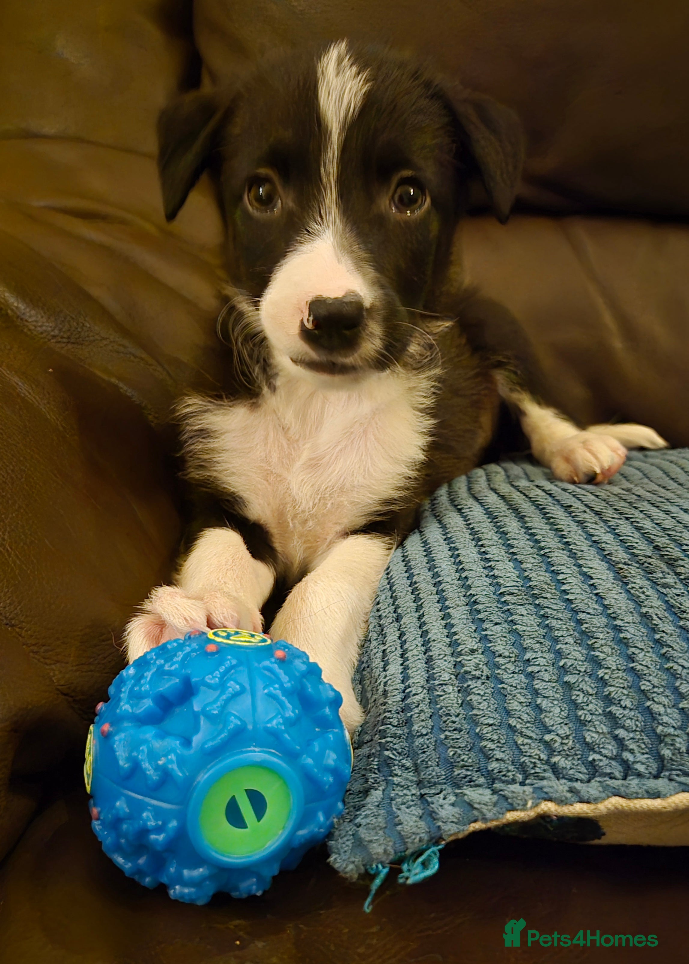 Border Collie dogs READY NOW Border collie puppies - Advert 3