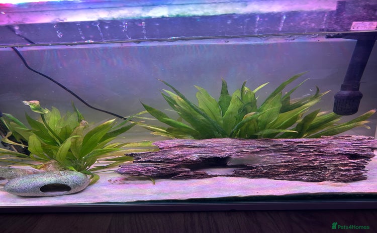 Corys fish - Advert 1