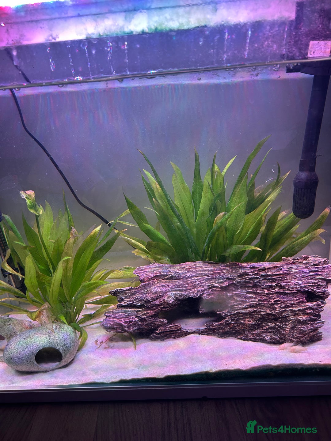 Corys fish for sale: The whole fish tank for sale  - Image 1