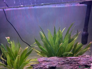 Corys fish - Advert 5