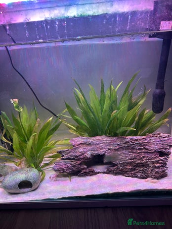 Corys fish - Advert 2