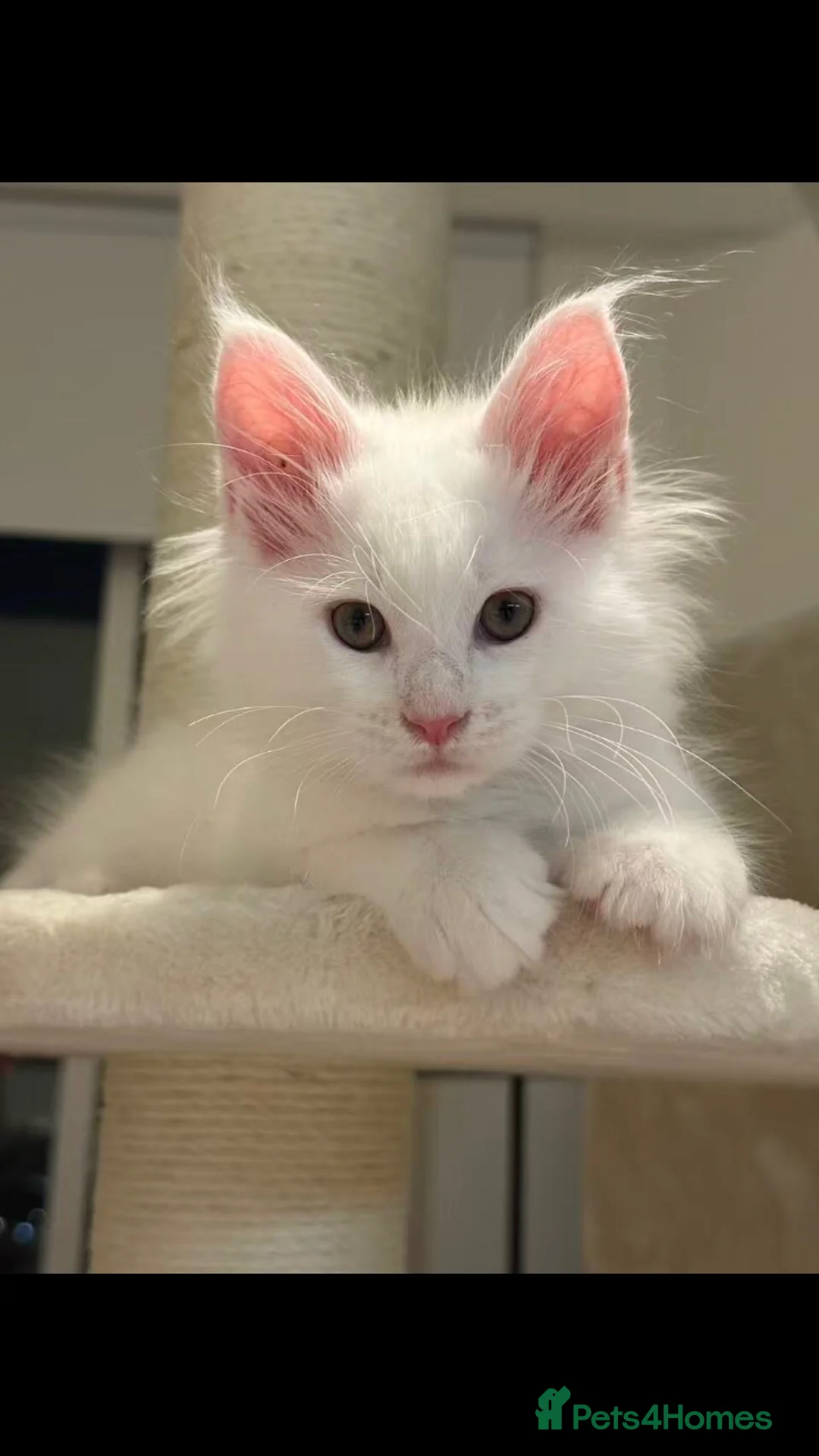 Maine Coon cats for sale: Beautiful GCCF Maine Coons  - Advert 2