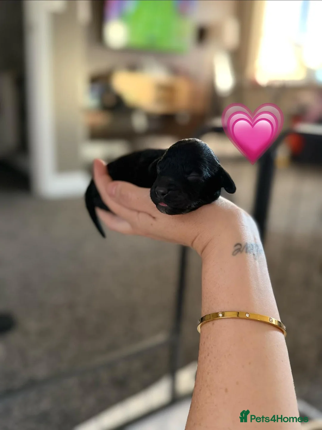 Cockapoo dogs for sale: 5 F2 Cockapoo male pups for sale - Advert 7