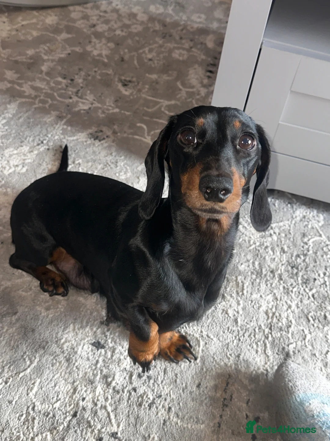 Miniature Dachshund dogs for sale: Beautiful mini sausages - Advert 2