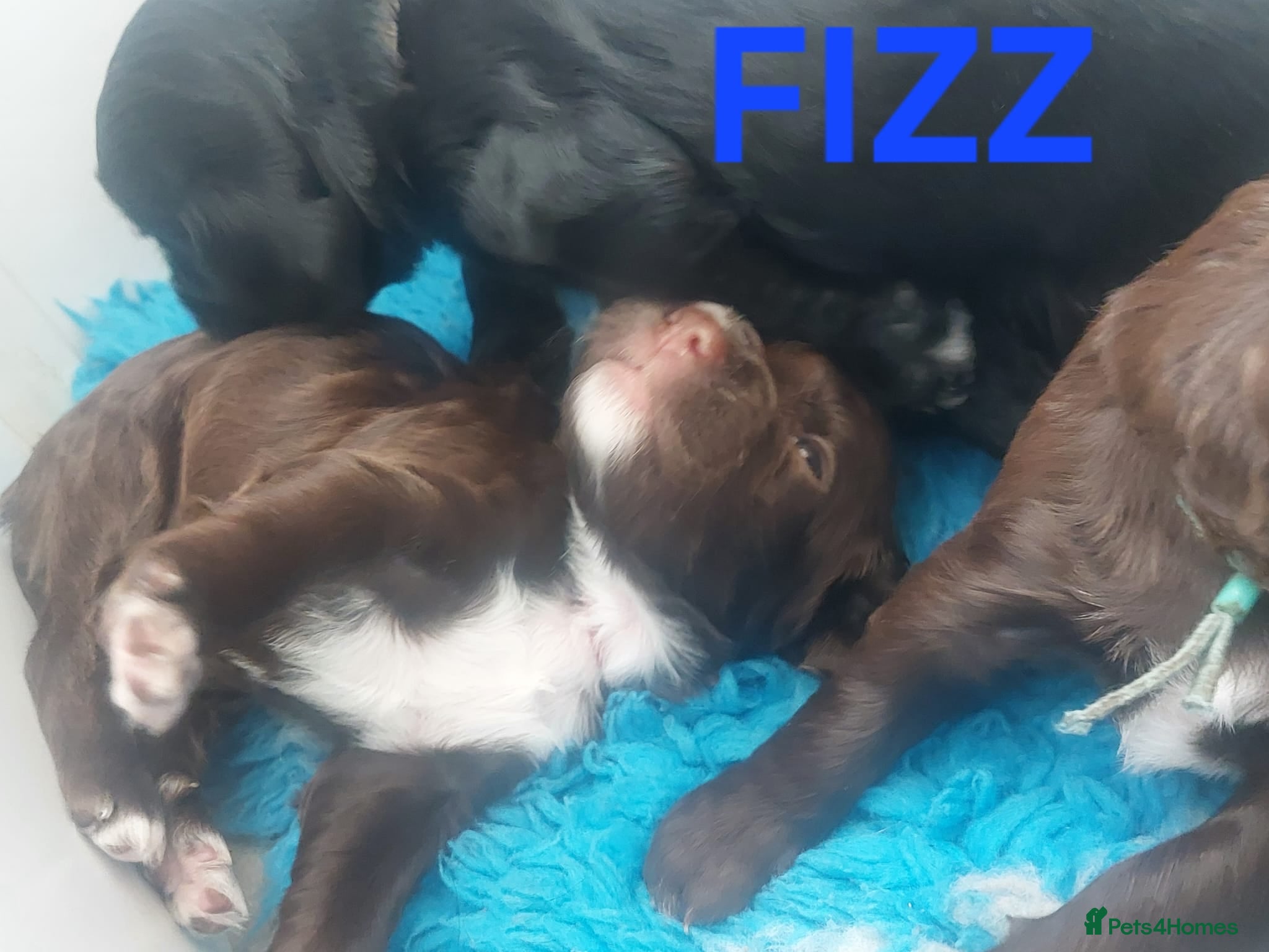 Sprocker Puppy 3