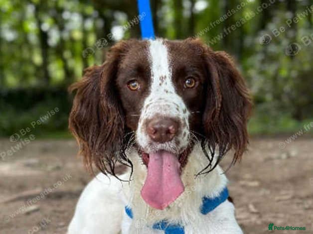 English Springer Spaniel dogs BEAUTIFUL BOY FOR STUD IN BLACKPOOL - Advert 2