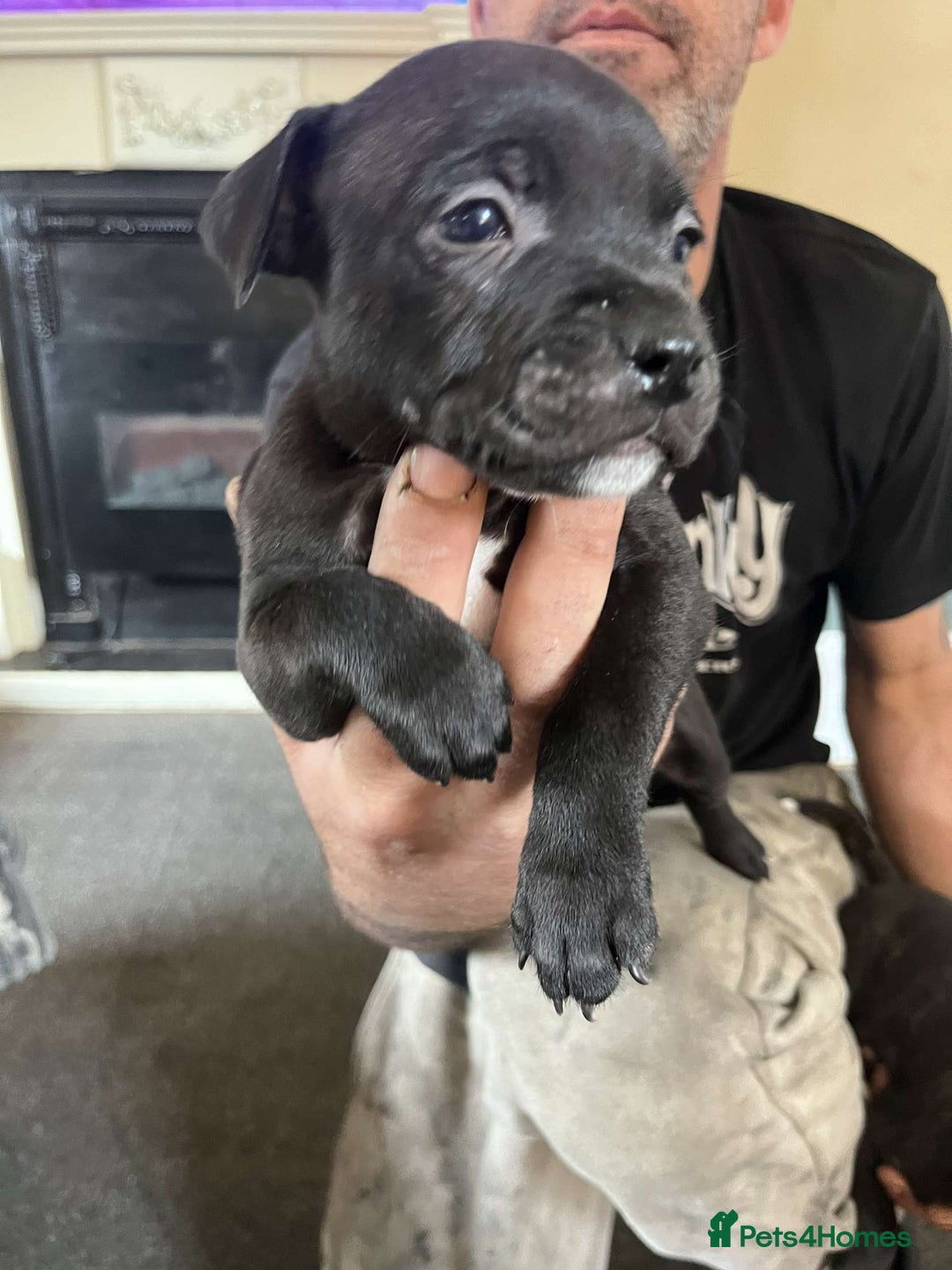 Dogs Staffy Puppies Gumtree Black Staffy Puppies For Sale