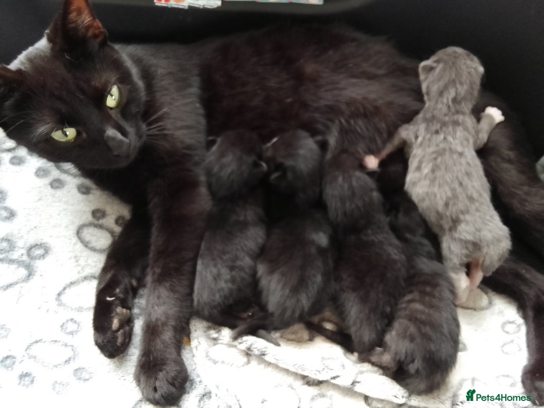 Mixed Breed cats for sale: MALE KITTEN FOR SALE - Advert 3