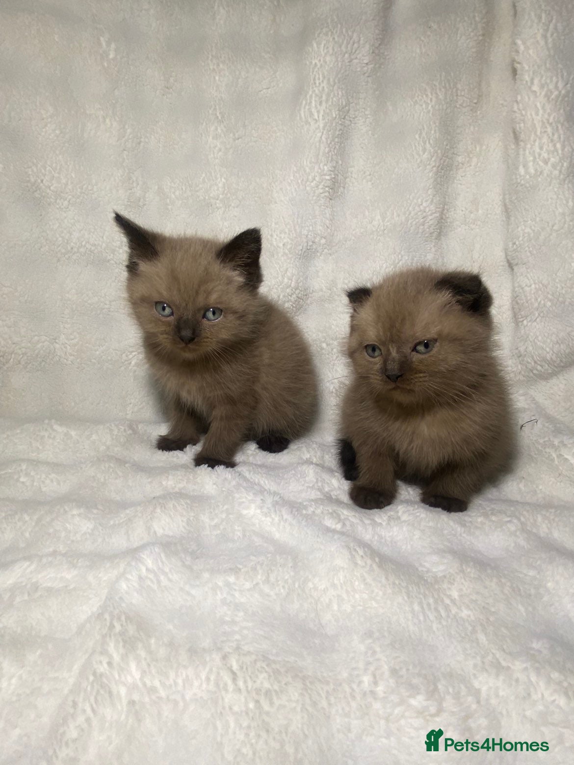 Mixed Breed cats BSHxScottishFold Kitten Looking For A New Home🏡 - Advert 3