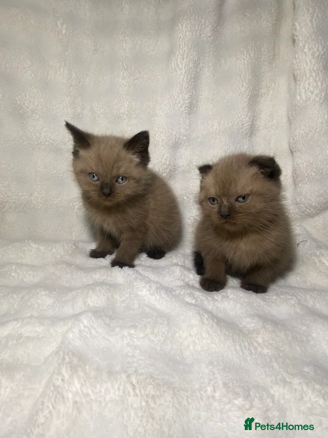 Mixed Breed cats for sale: BSH ** cottishFold Kitten Looking For A New Home🏡 in Dagenham - Advert 1