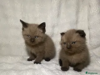 Mixed Breed cats BSHxScottishFold Kitten Looking For A New Home🏡 - Advert 2