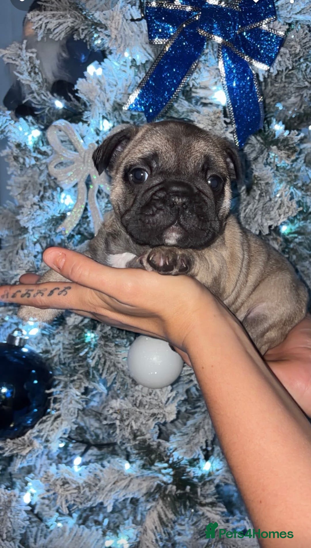 French Bulldog dogs for sale: French Bulldog Puppies PET PRICED  - Advert 19