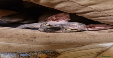 Sphynx cats - Advert 6