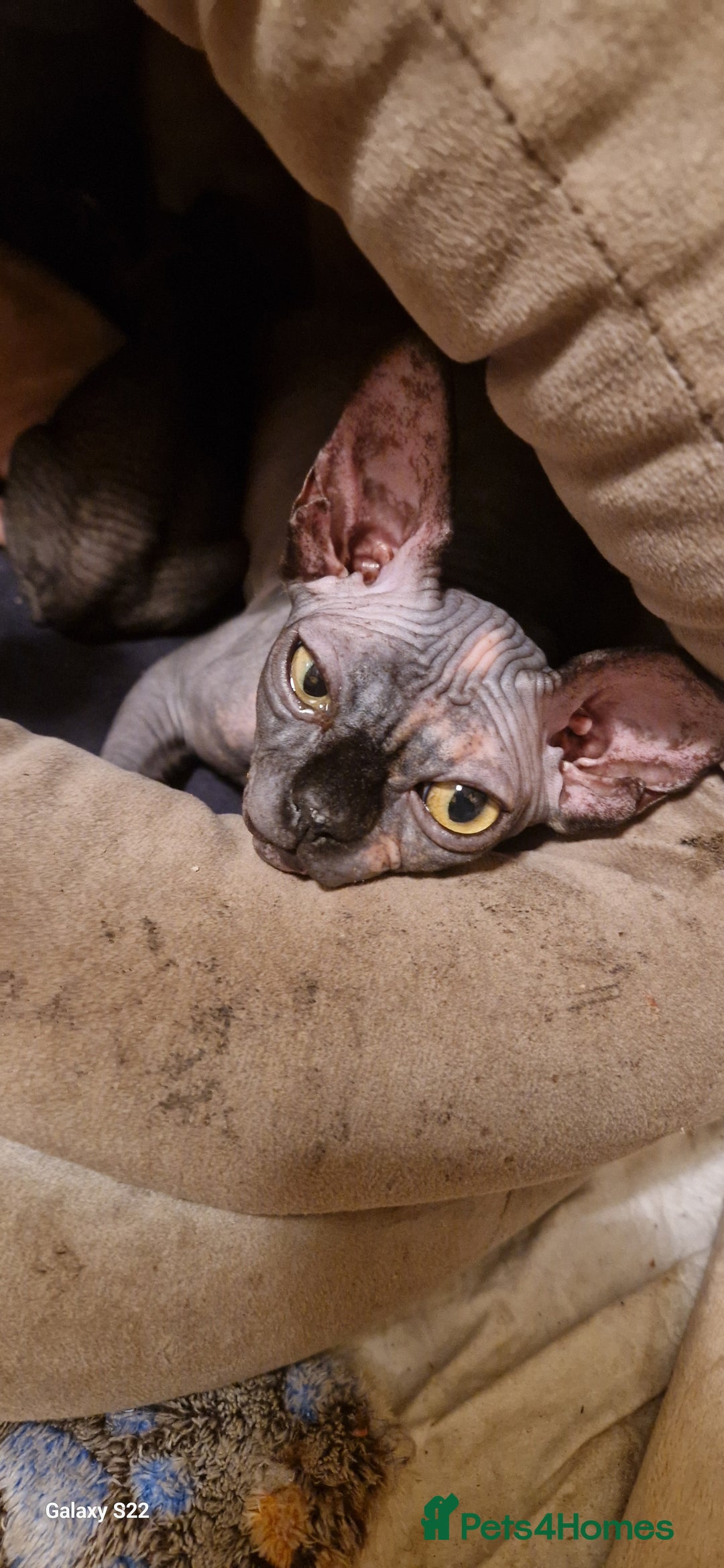 Sphynx cats for sale: Canadian Sphynx female ready for new home 😸 - Image 2