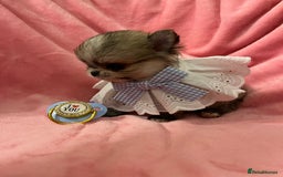Pomchi dogs for sale: INCREDIBLE Thai/Korean pomchi READY 5th September  - Image 12