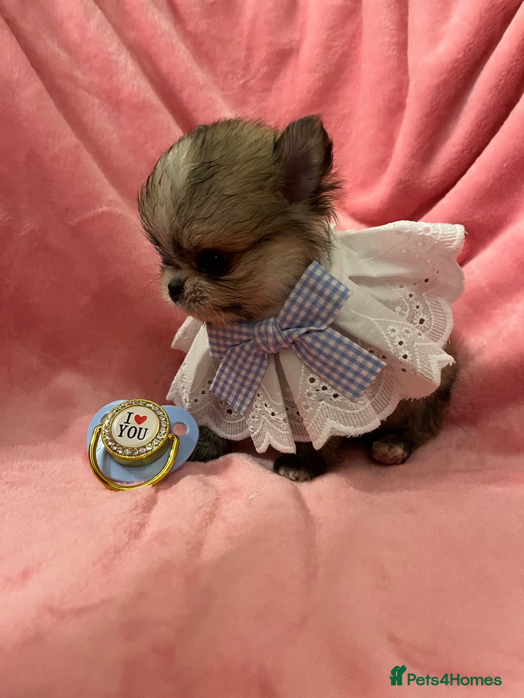 Pomchi dogs for sale: INCREDIBLE Thai/Korean pomchi READY 5th September  - Image 12