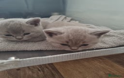 British Shorthair cats for sale: British short hair kittens for sale - Image 2