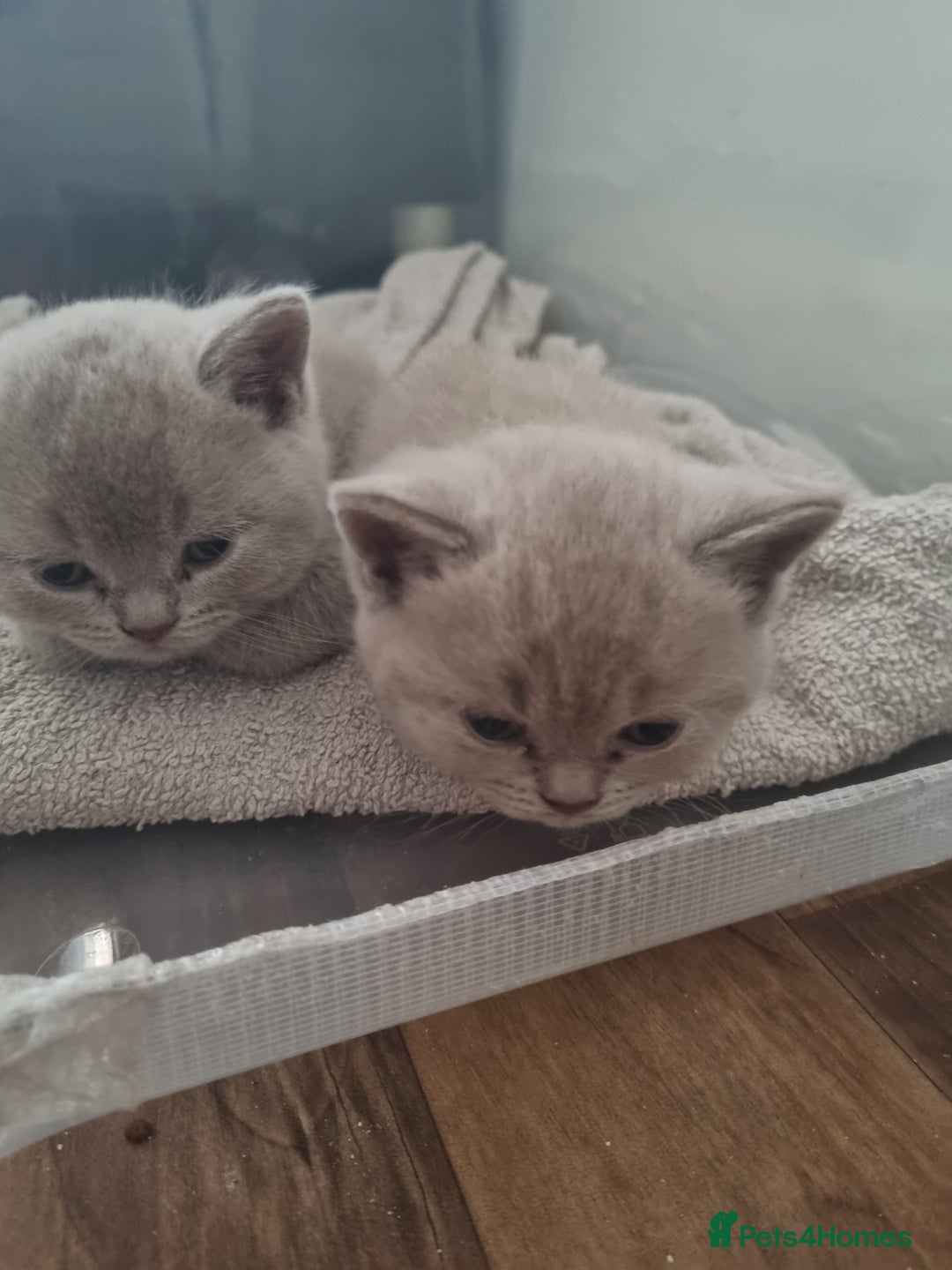 British Shorthair cats for sale: British short hair kittens for sale - Image 2