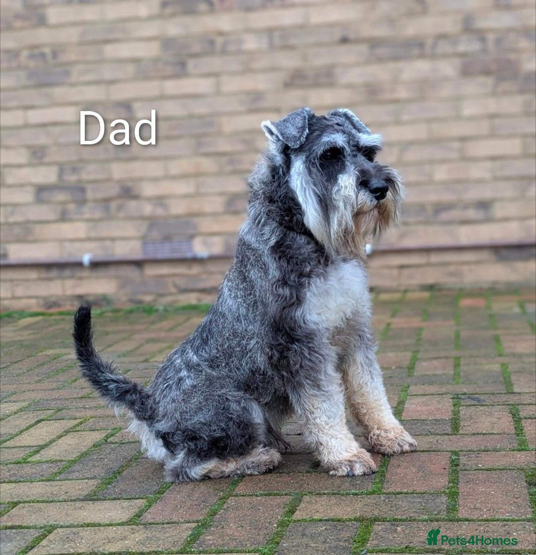 Miniature Schnauzer dogs Champion Show line Health Tested Puppies - Advert 1