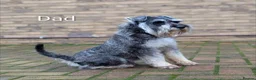 Miniature Schnauzer dogs for sale: Champion Show line Health Tested Puppies - Advert 3
