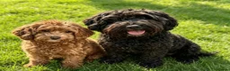 Cockapoo dogs for sale: Adorable cockapoo puppies  - Advert 12
