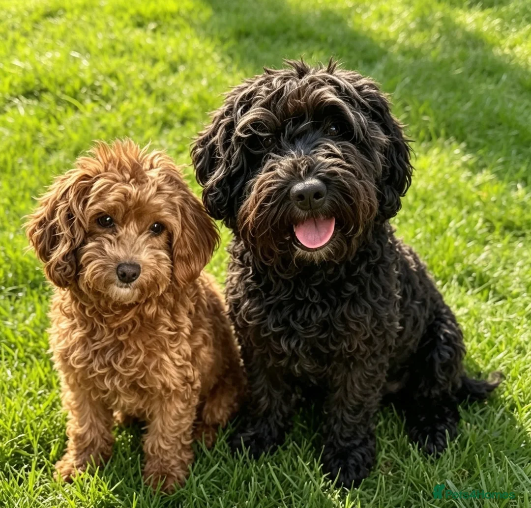 Cockapoo dogs for sale: Adorable cockapoo puppies  - Advert 12