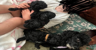 Miniature Poodle dogs - Advert 3