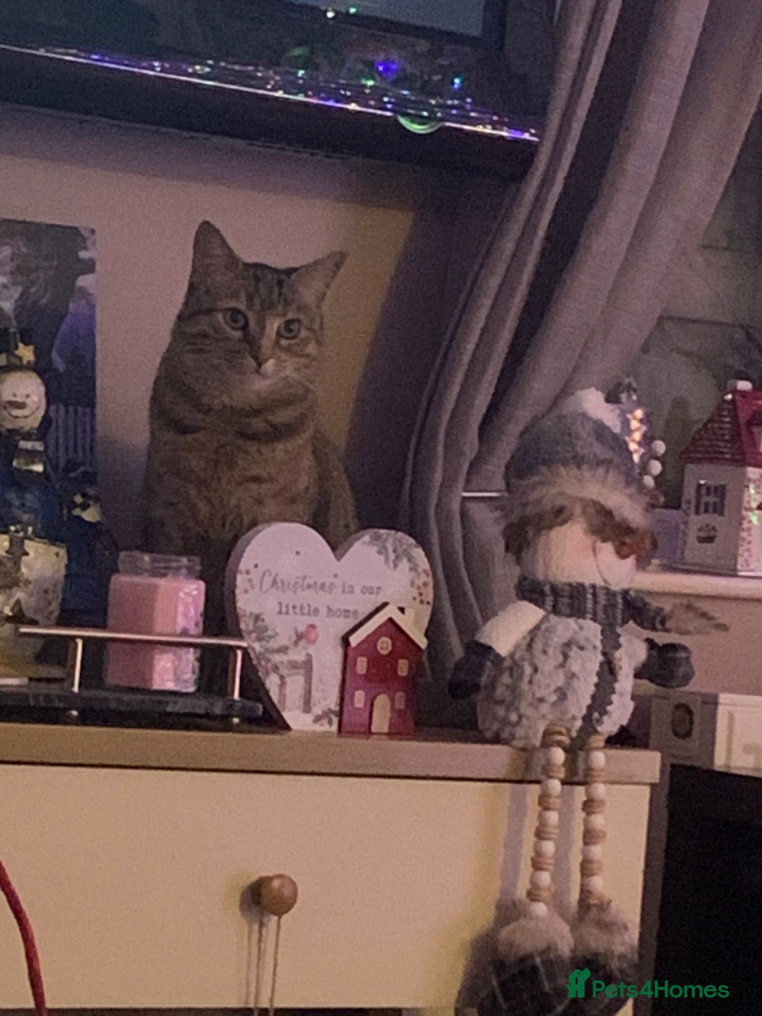 Mixed Breed cats Iggy  - Advert 1